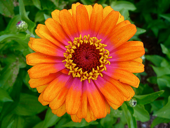 Gerbera Daisy, MSU Horticulture Garden, Michigan
