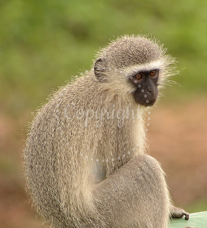Vervet Monkey, Kruger National Park, South Africa