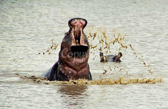 Hippos, Manyeleti Game Reserve, South Africa