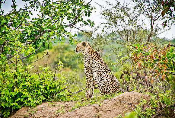 Manyeleti Game Reserve, South Africa