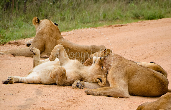 Lionesses, Kruger National Park, South Africa