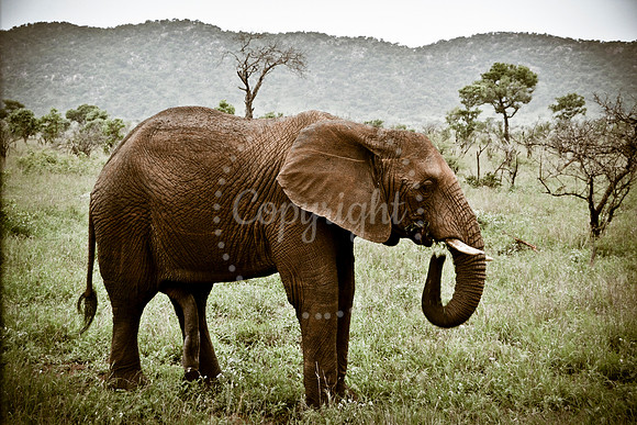 African elephant, Kruger National Park, South Africa